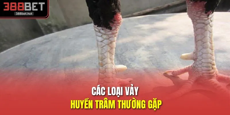 Các loại vảy huyền trâm thường gặp