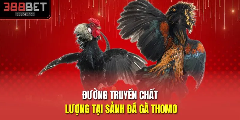 Đường truyền chất lượng tại sảnh đá gà Thomo
