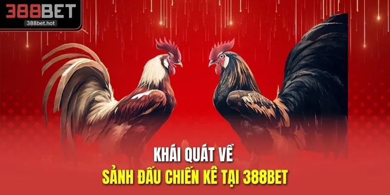 Khái quát về sảnh đấu chiến kê tại 388BET