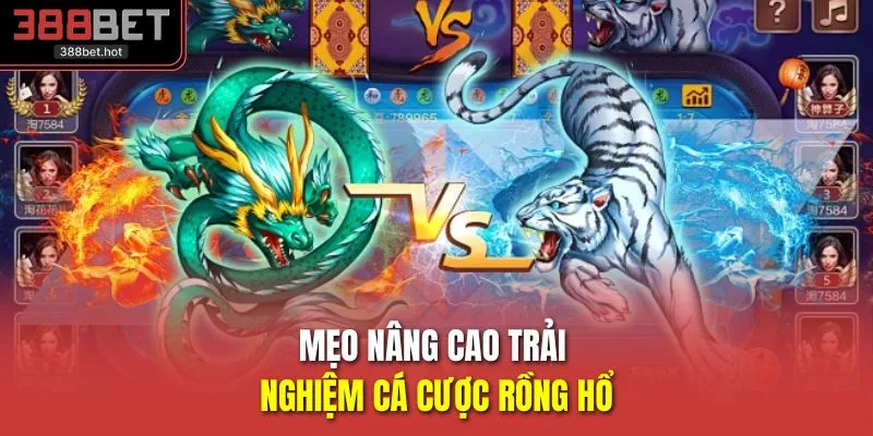 Mẹo nâng cao trải nghiệm cá cược rồng hổ